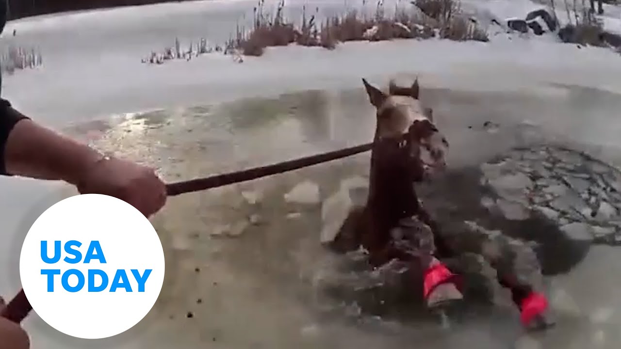 Dramatic  police bodycam footage shows horse rescue | USA TODAY
