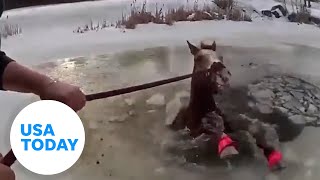 Dramatic  police bodycam footage shows horse rescue | USA TODAY