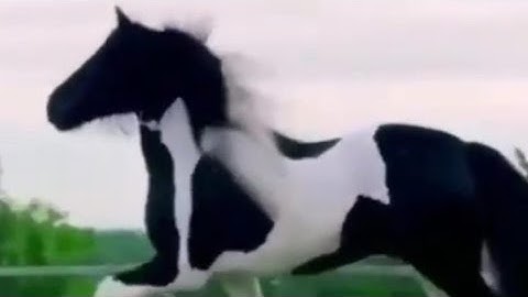 سورة العاديات : ( 1 ) تلاوة الأخ أبوا يحيى هدوم