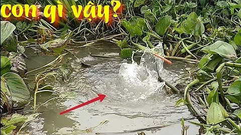 Câu cá ổ trúng con cá rô đồng khổng lồ to cỡ hộp cơm - Gặp luôn ổ cá tra, cá trôi | T 290