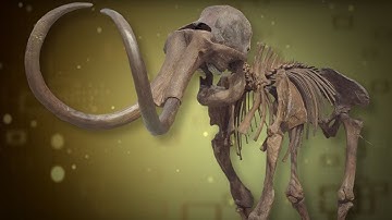 3D Mammoth Bones
