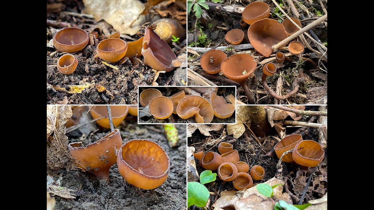 Pilzportrait - Anemonenbecherling, Sklerotienbecherling, Dumontinia tuberosa | Sclerotinia tuberosa