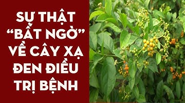 SỰ THẬT BẤT NGỜ VỀ CÂY XẠ ĐEN ĐIỀU TRỊ BỆNH GAN