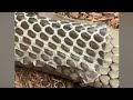Up close: King cobra shedding its skin