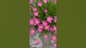 Thumbnail of Best power of silence grow flowers #hindisong #song #love #nature #rainsong #popularsong