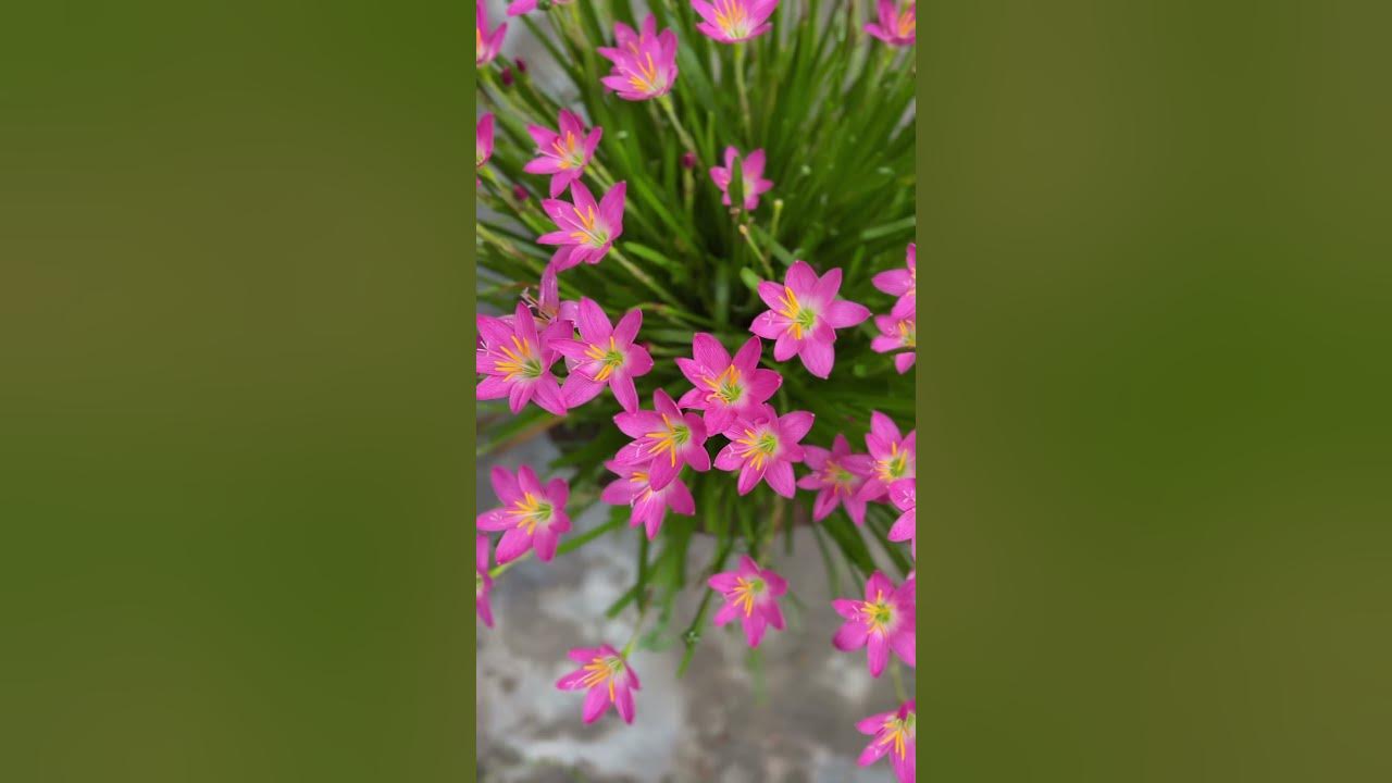 Best power of silence grow flowers #hindisong #song #love #nature #rainsong #popularsong Best power of silence grow flowers #hindisong #song #love #nature #rainsong #popularsong