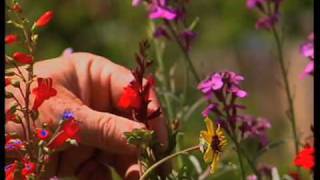 How To Choose Flowering Plants For New Mexico Part 2 How To Choose Flowering Plants For New Mexico Part 1