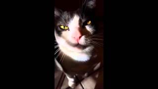 Signius Space Age Kitty