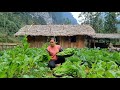 How to harvest vegetable garden gardening garden harvest  ep112   ly thi ca