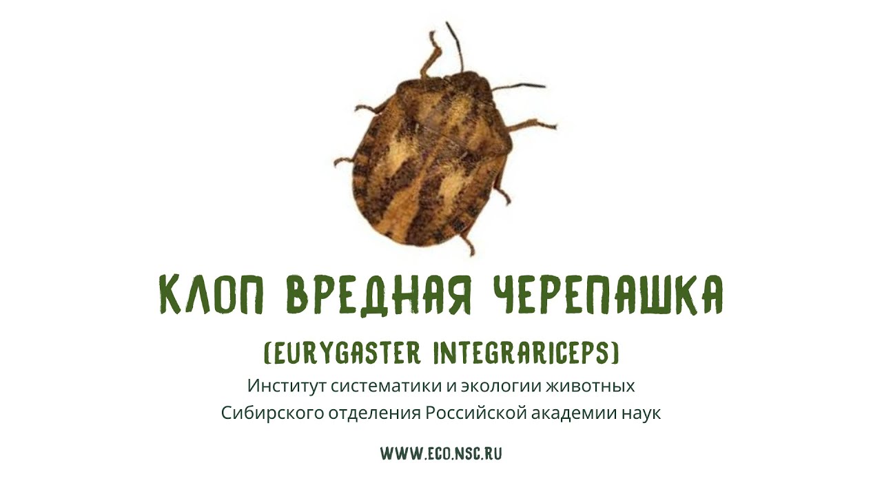Клоп вредная черепашка (Eurygaster integrariceps) - YouTube