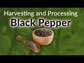 Harvesting and processing of black pepper