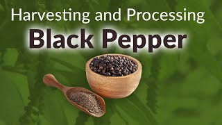 Harvesting and Processing of Black Pepper