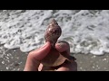 Shelling at Bowmans Beach, Sanibel. Scallops, Tulips, Florida Fighting Conch