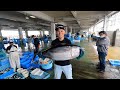 驚きの価格?マグロを競りにかけてみると!!