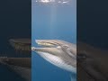 Scientists Collected 66 Videos of Humpback Whales Doing This — Still No Explanation (May 2026) 🐋