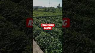 Asmara yang kandas #musiksantai #sawah #bestlagupopindonesia #lagunostalgia #jukimusik #feedshorts