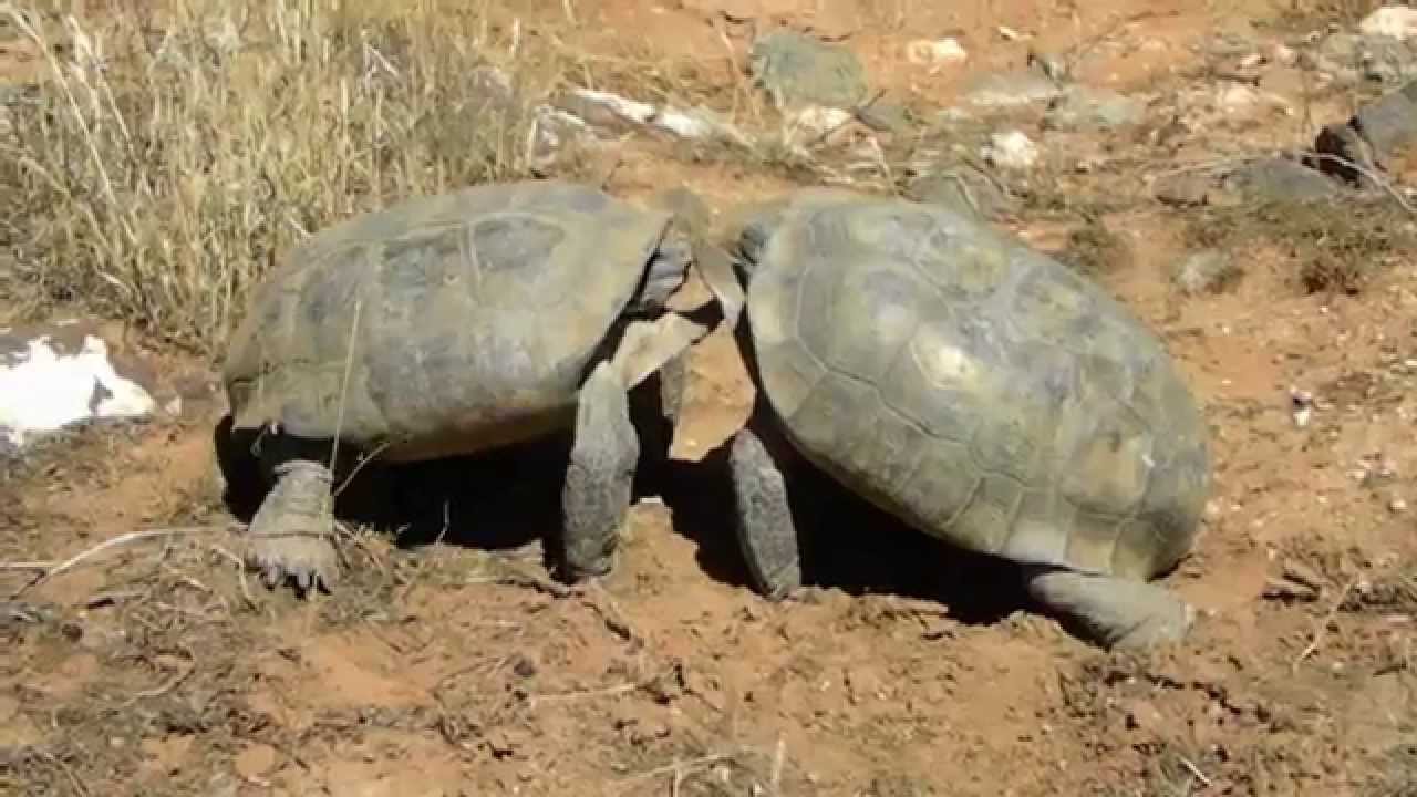 We Witnessed 2 Desert Tortoises Battling Near Snow Canyon in Southwest