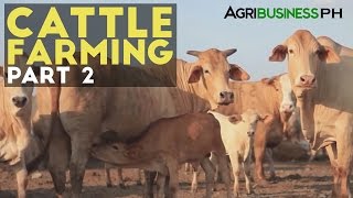 Cattle Farming Part 2 : Zero Grazing Cattle Farming | Agribusiness Philippines