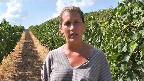 JAMESSUCKLING.COM - Chianti Classico - Fattoria Viticcio - The Vineyard