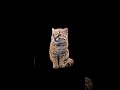 Meet Pikumche The Guiña Cat Shorts 