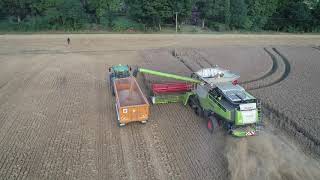 wheat harvest chalton 2019 class lexion 770 and john deere 6215r with richard western trailer