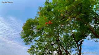 Gentle Piano Melodies for Relaxation & Study