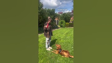 Teach your dog to speak on cue! #dogtrainer #dogtraining #dogtricks