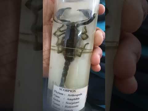 phylum: Arthropoda