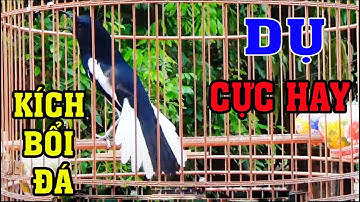 Chòe than mồi || KÍCH CHIM RỪNG VỀ ĐẤU || HUÝT - CHẸP - CHẸP || RÍT - KHÈ //ÂM CHUẨN NHẤT.c271