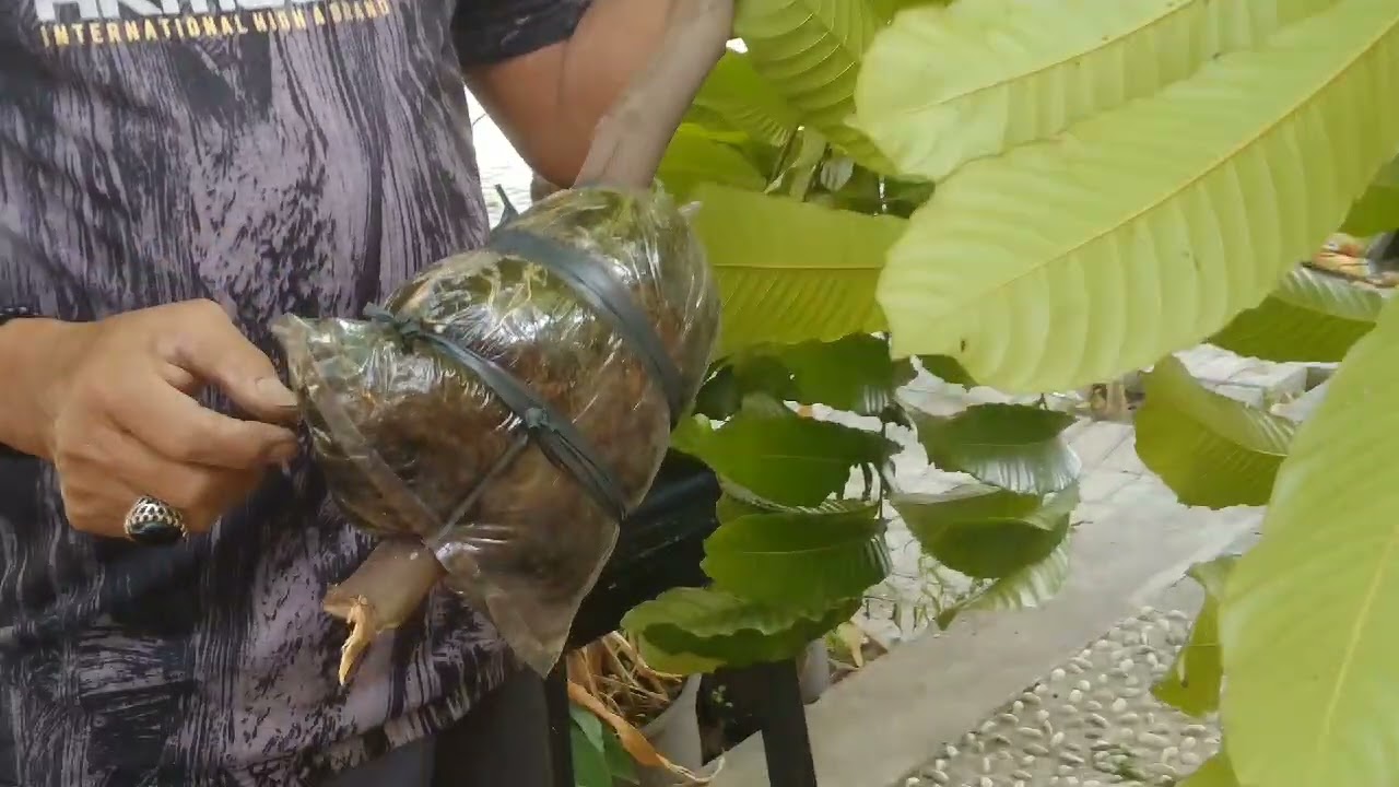 Vlog Kebonan #19 - Turun Cangkok Pohon Matoa