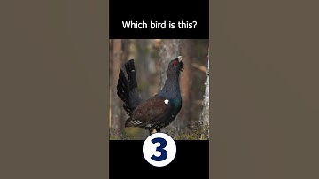 A Majestic Bird of the Boreal Forest