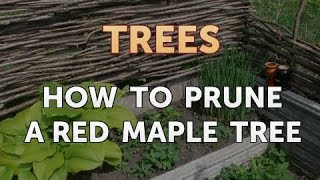 How to Prune a Red Maple Tree