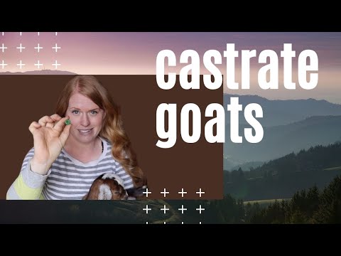 WHEN to Castrate a Goat--IMPORTANT Details