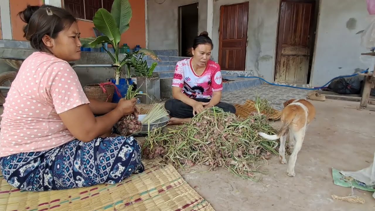 เก็บพันธุ์ผักเอาไว้ปลูกปีหน้า.4 มีนาคม ค.ศ. 2026