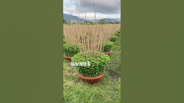 Hoa Cúc Giống Khánh Hòa A NHÀN Đại Đóa Pha Lê Mầm Hàng Xuất Tp HCM & Quảng Trị 14/9/2025 ÂL