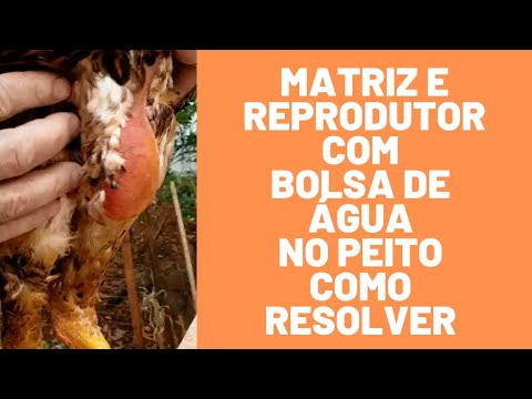 Aves com Calo de Água no Peito Aprenda como Resolver e Prevenir !