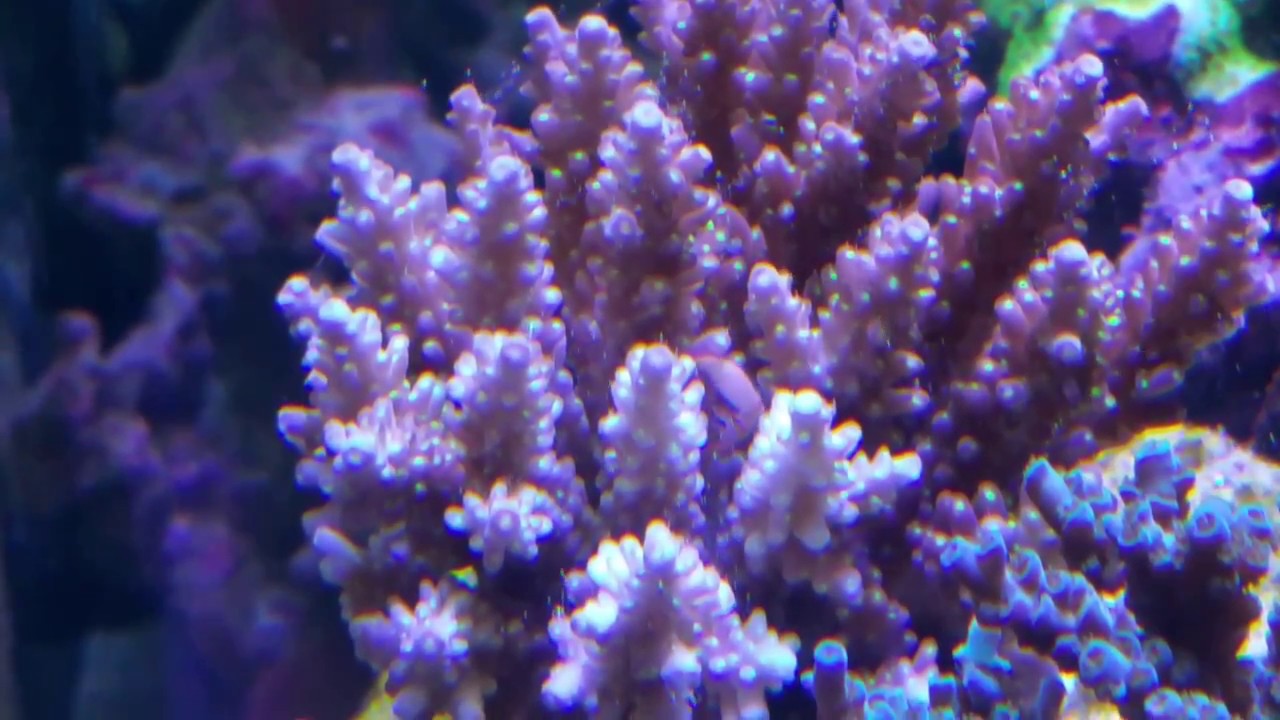 reef tank cycle Acro Crab Tetralia