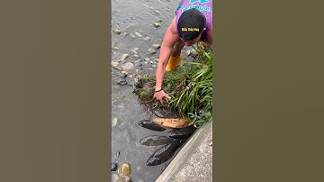 Cá Lớn - Cá Chép Khủng mắc cạn ẩn nấp dưới cỏ 😱 #khacthuyvlogg