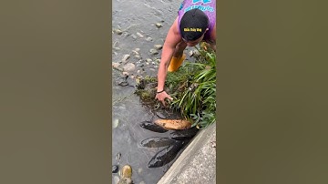 Cá Lớn - Cá Chép Khủng mắc cạn ẩn nấp dưới cỏ 😱 #khacthuyvlogg