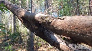 MUSHROOM FORAGING IN THE BEAUTIFUL NORTHERN CALIFORNIA SIERRA NEVADA'S! MUST WATCH!