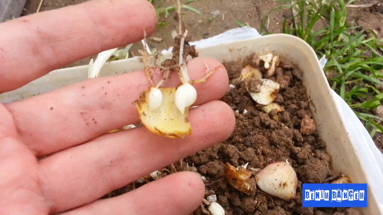 ZAMBAK SOĞANI ÜRETİMİNİN SONUÇU