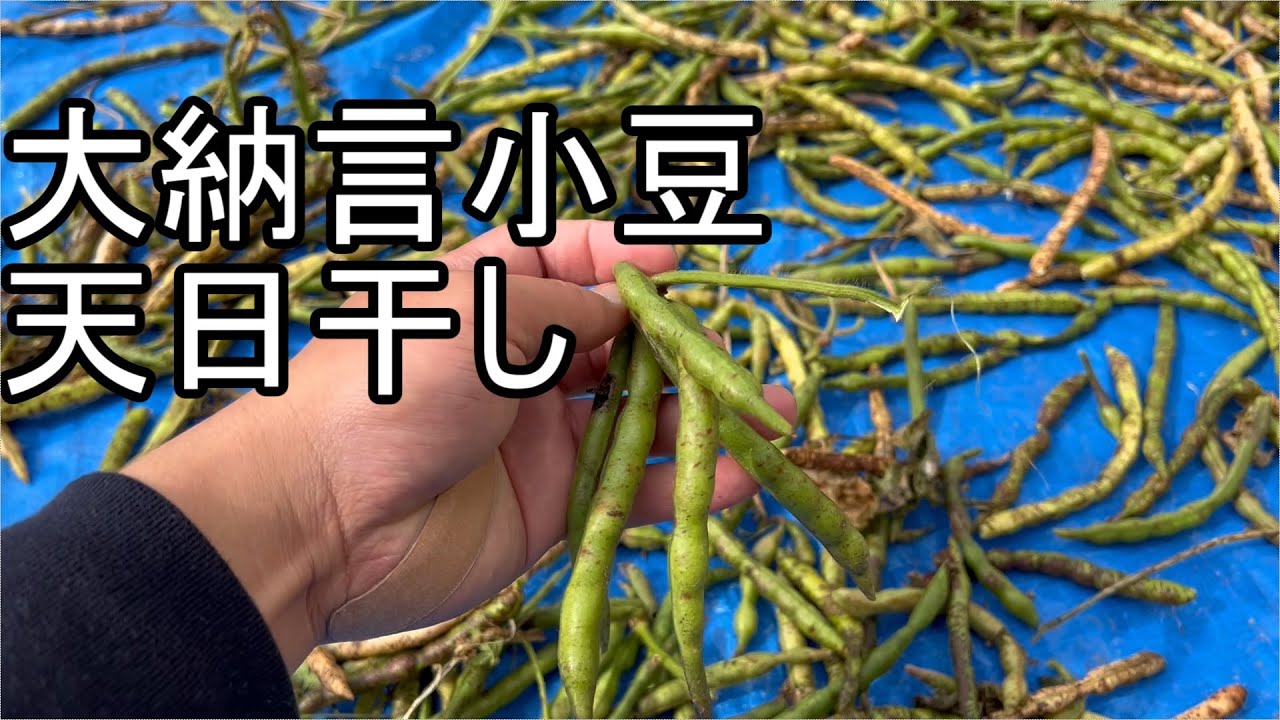 Dainagon Azuki beans sun-drying 10/27/21 - YouTube