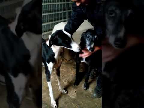 Galgos Suchen Ein Zuhause Galgos Suchen Ein Zuhause