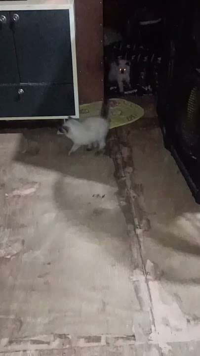 playing time.., #catlover
