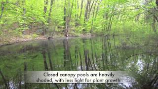 Vernal Pool Chronicles: What Is A Vernal Pool?