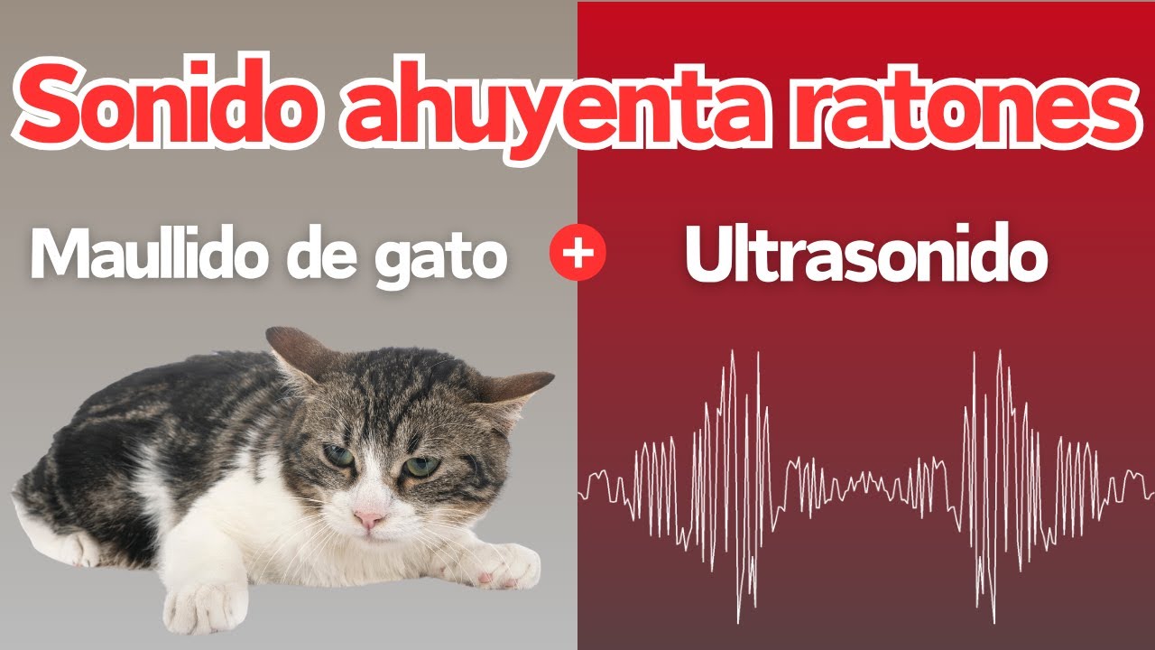 Sonido para ahuyentar ratones | Maullidos de gato y ultrasonido que los ...