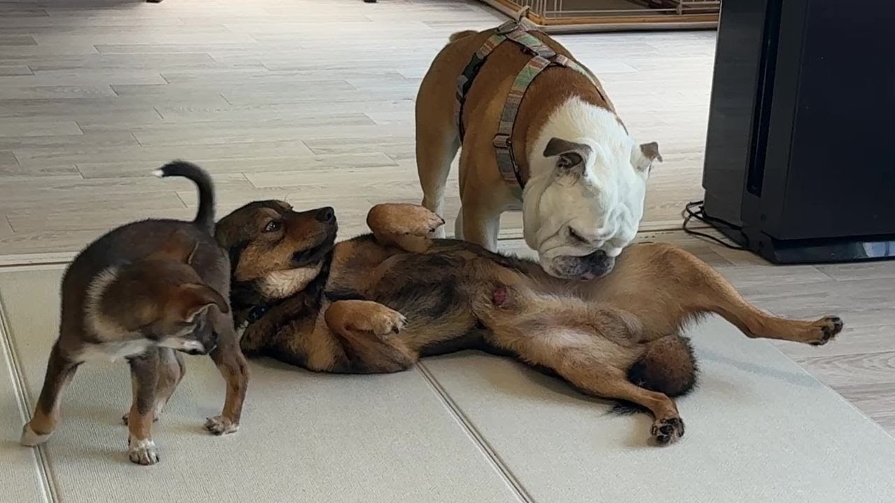 Burumaru's balls check is strictRescue dog shows his belly for