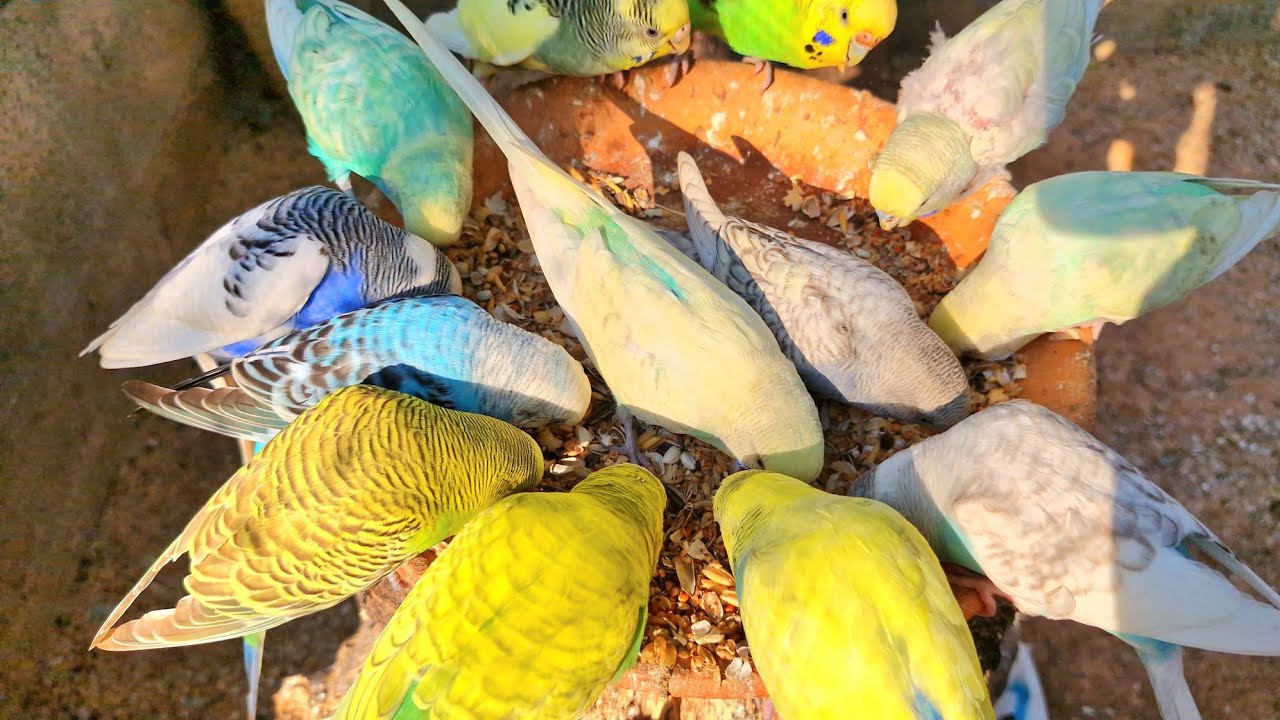 Budgies love to sing and dance joyfully. Today is a festival; let's have fun together! Budgies sound