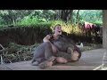 Baby elephant surprises caretaker with a hug