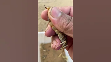 تجربة العقرب وسط الدائرة النار 